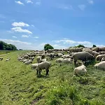 Schoene Direkt Am Elbdeich Grünendeich