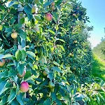 公寓 Schoene Direkt Am Elbdeich