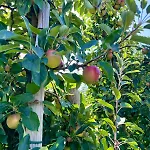 Schoene Direkt Am Elbdeich Grünendeich