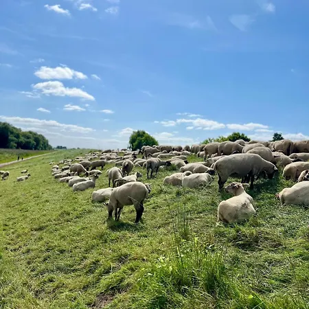 Schoene Direkt Am Elbdeich Grünendeich