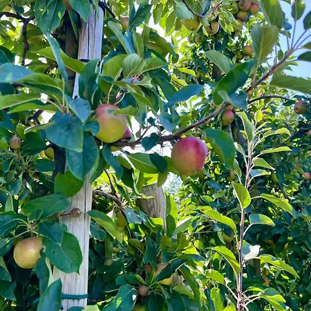Schoene Direkt Am Elbdeich Grünendeich